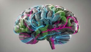 Coding Comes Naturally to the Human Brain